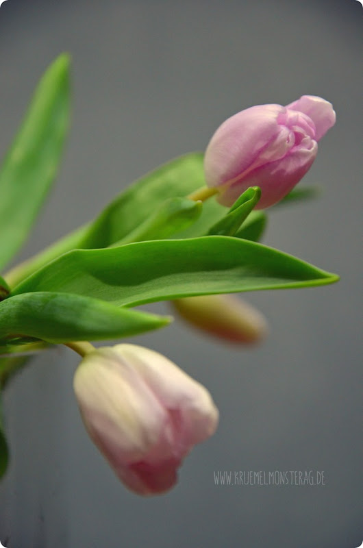 Zartrose Tulpen (06) in der Rundvase am Friday Flowerday