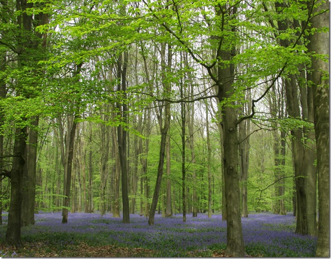 Delville Wood South African National Bluebells