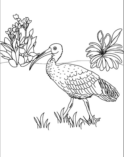 DIBUJOS DE IBIS PARA COLOREAR – Dibujos para colorear