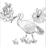 Ibis.jpg