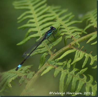 1-damselfly