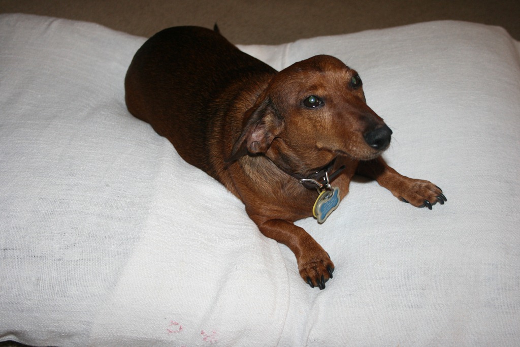 [Rudi%2527s%2520Cushion%2520017-2%255B3%255D.jpg]