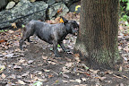 All you have to do is make like a beaver and gnaw through the tree!  Eventually, it will fall and we can pounce on the little furball!