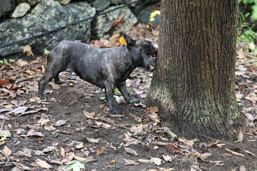 All you have to do is make like a beaver and gnaw through the tree!  Eventually, it will fall and we can pounce on the little furball!