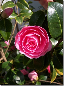 camellia e.g.waterhouse, pink camellia