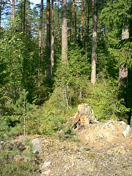 View to woods