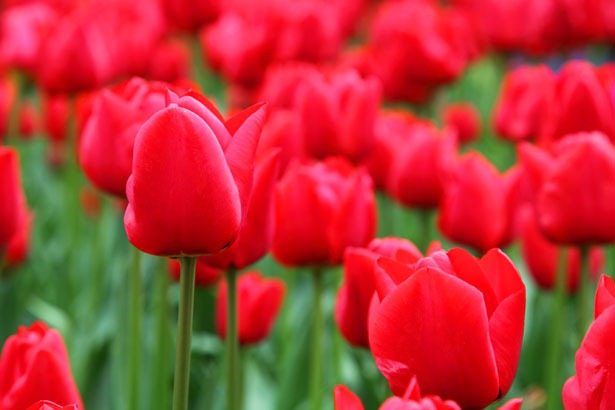 [red-tulip-background-11280654403VJuz%255B14%255D.jpg]