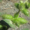Rough Cocklebur