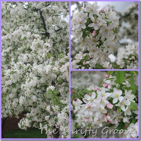 PicMonkey Collage