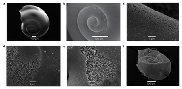 SEM images of juvenile L. helicina antarctica (from which the periostracum has been removed) showing different levels of dissolution. a,b, Intact animal without any indications of dissolution. c, Level I: the upper prismatic layer slightly dissolved. d, Level II: the prismatic layer partially or completely missing and the cross-lamellar matrix partially exposed. Bednaršek, et al., 2012