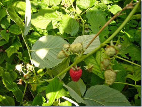 tuin-5 tuin-5
