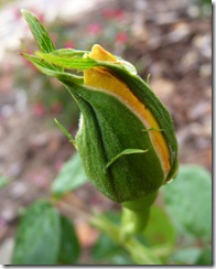 P1110635