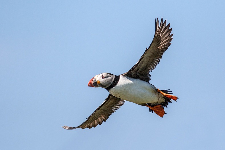 Farne Island Puffin