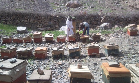 Distribution of beehives to beekeepers  from Mohammad Abad, Sultanabad and Danyore in Gilgit Baltistan, Pakistan (8)