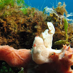 Frogfish (Dauin, Negros)