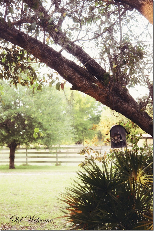 bird house live oak spanish moss old welcome