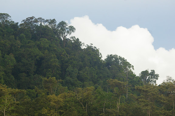 La colline de Pangui. Sukau, 13 août 2011. Photo : J.-M. Gayman