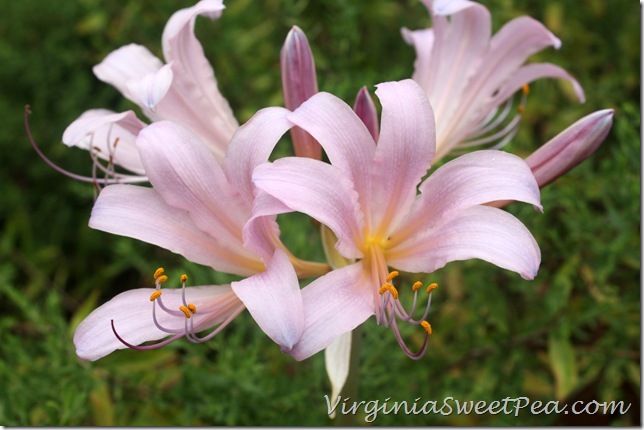 Magic Lilly4 Magic Lilly4