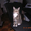 cats_chance_2010-05-22_06.JPG