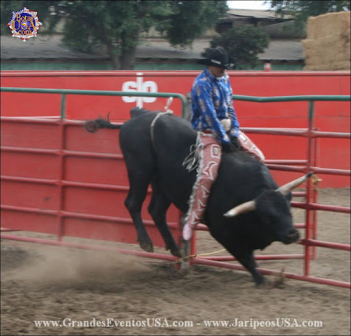 Toros+De+Reparo+En+Venta Toros De Reparo En Venta http://picasaweb.google.com/lh/photo ...