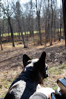 Martha, I like how this newly cleared area is looking - not so scrappy anymore.