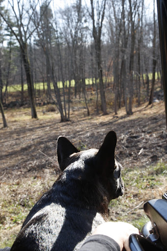 Martha, I like how this newly cleared area is looking - not so scrappy anymore.