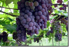 uvas copy