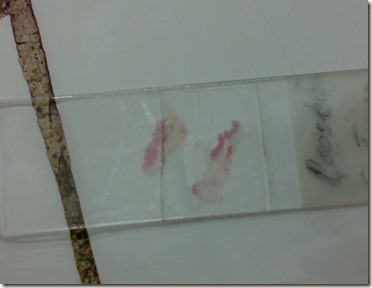 loose connective tissue staining on glass slide