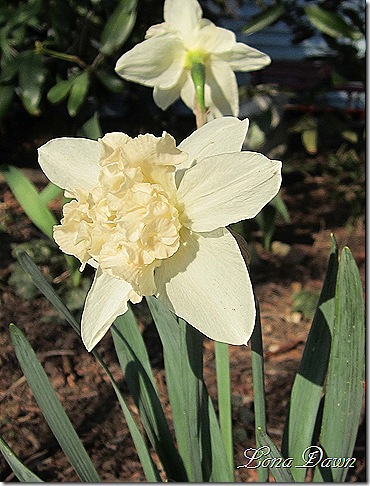 Daffodil_Doubles