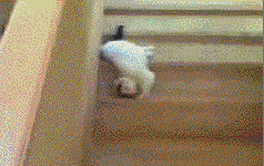 tumblr_ljcsglYJWp1qbr0g2o1_250 tumblr_ljcsglYJWp1qbr0g2o1_250