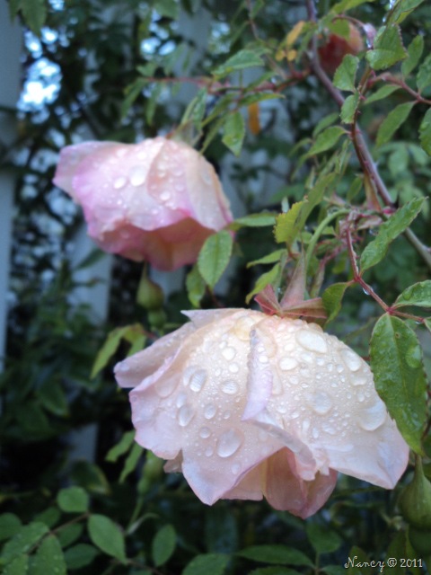 [DSC014388.jpg]