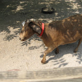 A goat at the old farm at the Nashville Zoo 09032011a