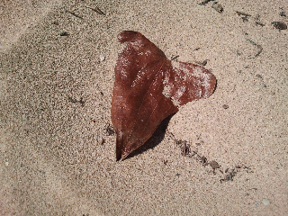 Hoja corazón