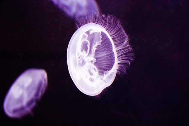 [MoonJellies5%2520%25281%2520of%25201%2529%255B4%255D.jpg]