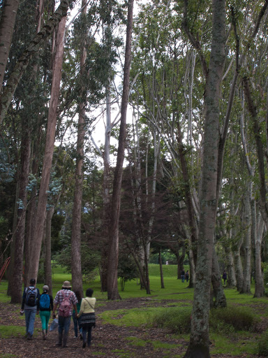 Bosque de Urapanes humedal cordoba