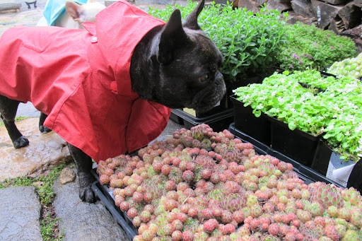 These rosy looking plants are Sempervivum arachnoideum, or Hens and Chicks.