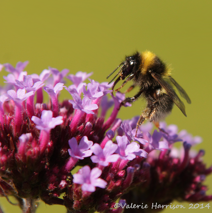 [White-tailed-Bumblebee-male%255B2%255D.png]