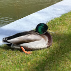 Mallard