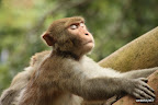 Monkey enjoying whatever