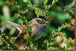 Savannah Sparrow