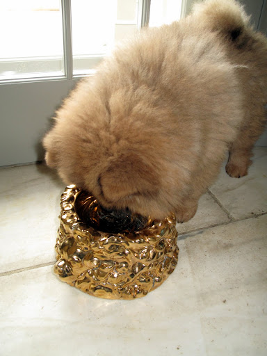 Now I have hit the JACKPOT! - Drinking out of those Frenchies' special GOLDEN bowl - oh this is so much fun!