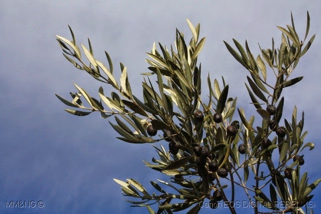 [%255B03%255D_Oliveira%255B4%255D.jpg]