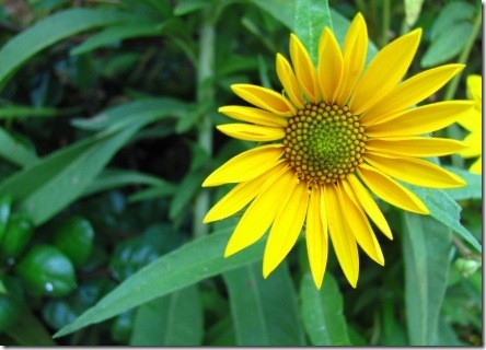 one-sunflower