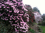 Sep 18 - Rhododendrons