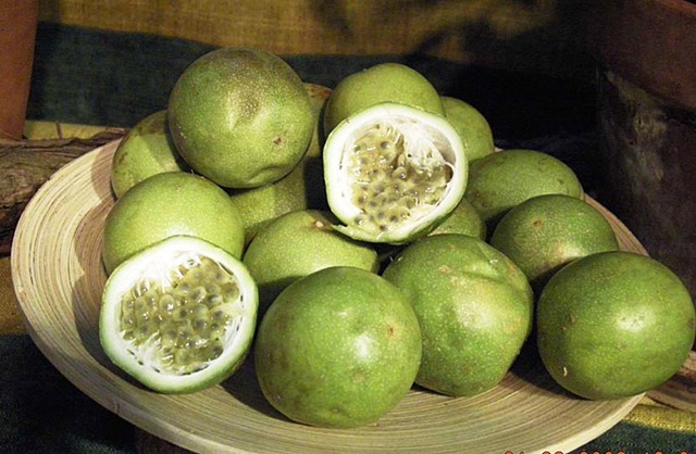 [Passiflora%2520maliformis1%255B2%255D.jpg]