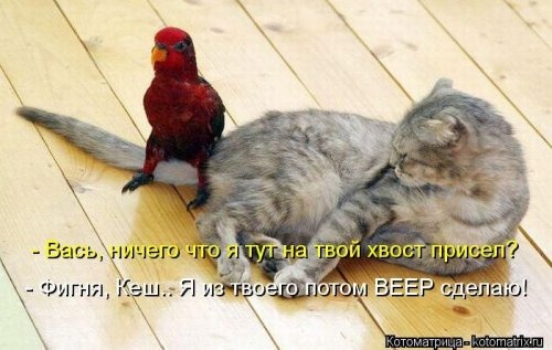 [1337328896_kotomatricy-6%255B3%255D.jpg]