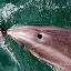Deep Breath Part 3 - Bay Of Islands, New Zealand