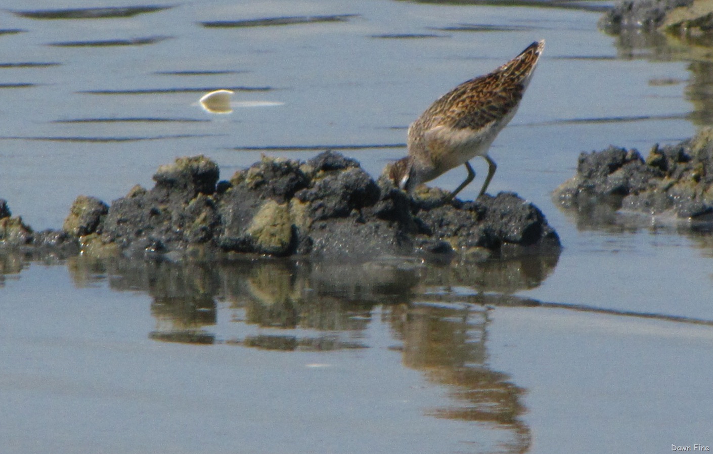 [Birding-Clamming_0174.jpg]