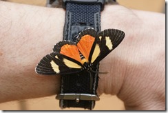 False Tiger-moth Butterfly