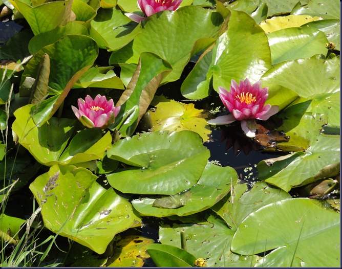 DSC00075 DSC00075